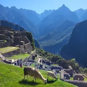 MAPI LLAMA